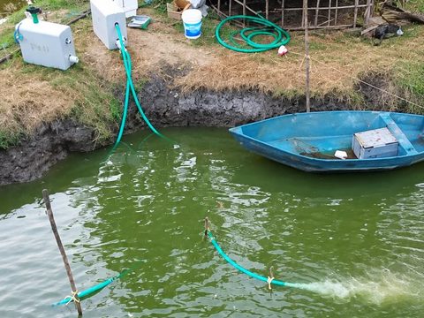 ট্রায়াল পুকুরের ড্রোন দৃশ্য: পাড়ে দুটি অক্সিনিটি যন্ত্র, জলে নামানো পাইপ এবং ডিফিউজারে দ্রবীভূত অক্সিজেনের দুধসাদা মেঘ।