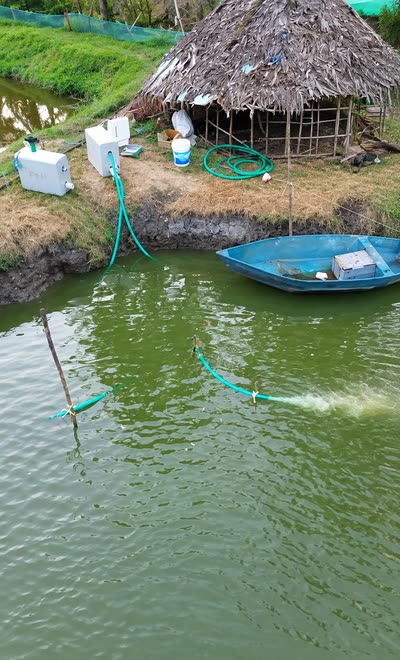 Drone view of the trial pond: two Oxyniti units on the bank, hoses running into the water, and a milky plume of dissolved oxygen at the diffuser.